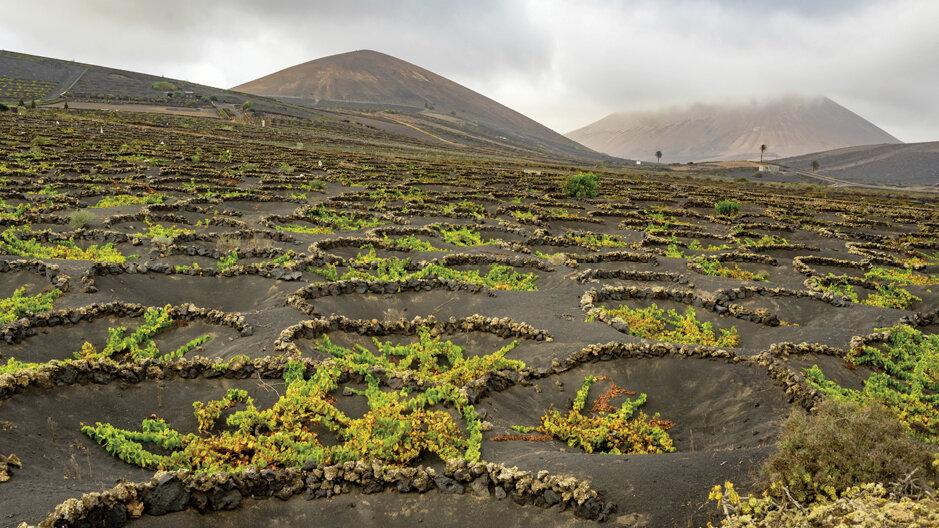 Description D.O. Lanzarote