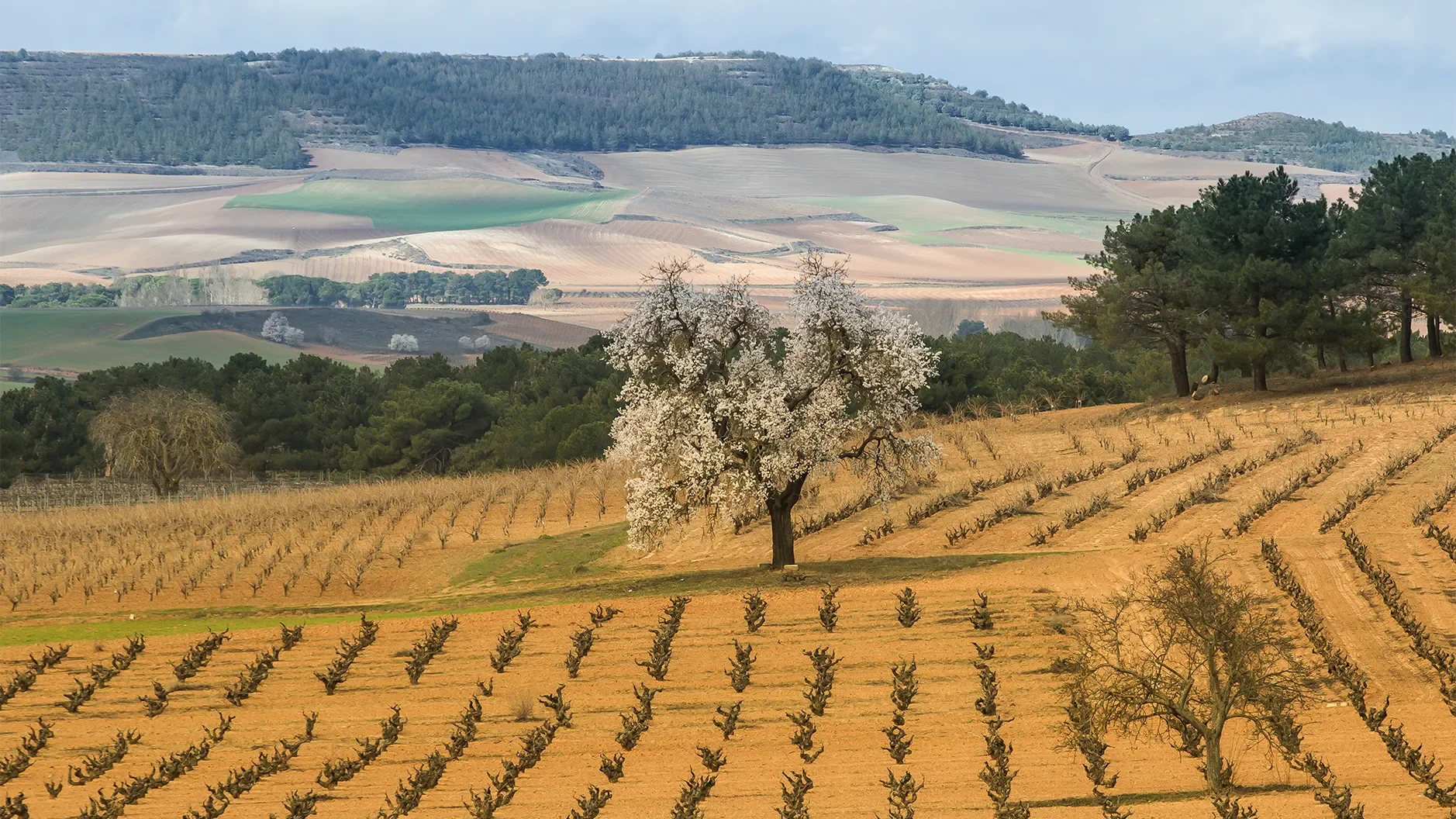 Description Bodegas La Horra (Roda)